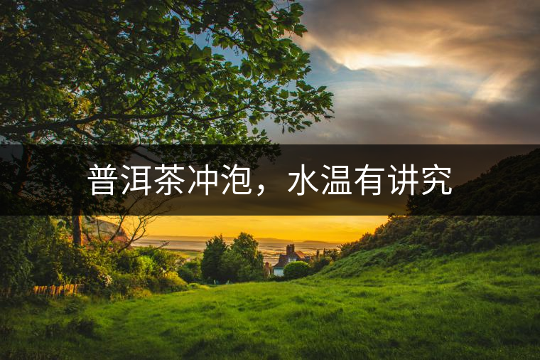 普洱茶沖泡，水溫有講究