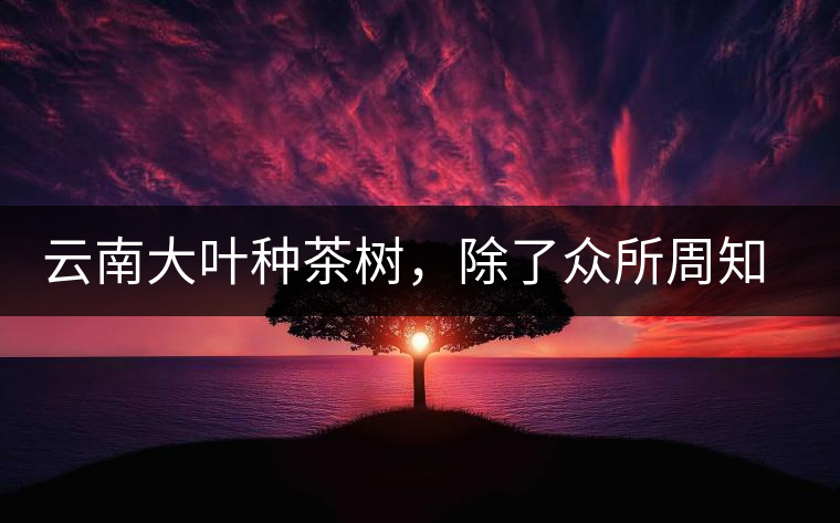 云南大葉種茶樹(shù)，除了眾所周知的“勐庫(kù)種”“勐海種”以外，還有那些品質(zhì)獨(dú)特的品種呢