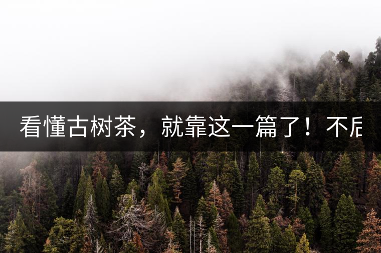 看懂古樹(shù)茶，就靠這一篇了！不后悔!