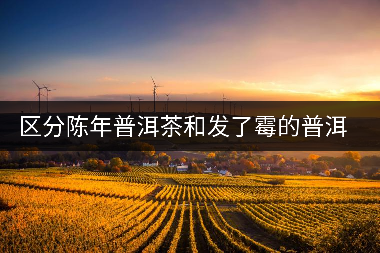 區(qū)分陳年普洱茶和發(fā)了霉的普洱有什么不同？