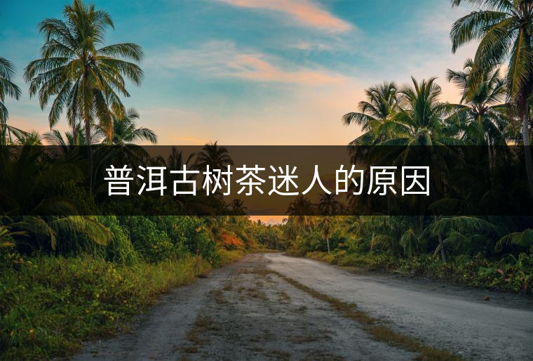 普洱古樹茶迷人的原因