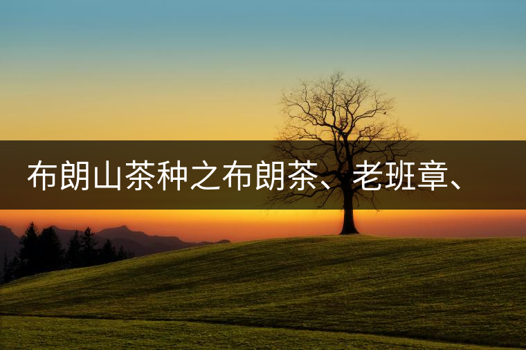 布朗山茶種之布朗茶、老班章、老曼峨的區(qū)別