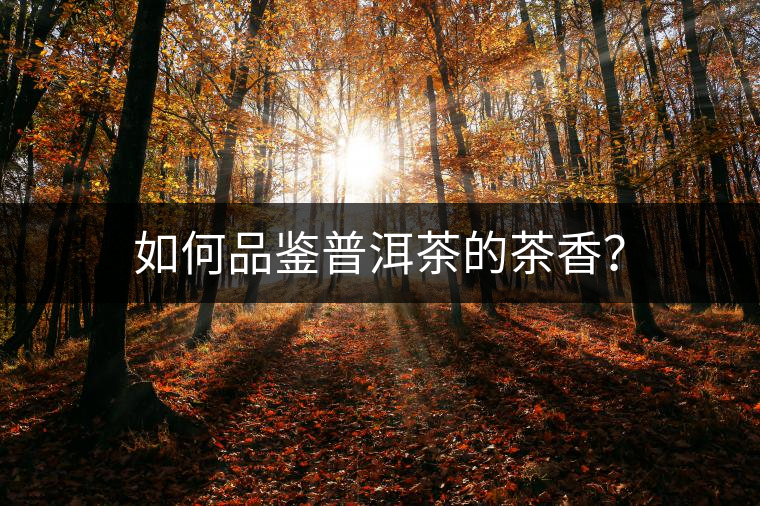 如何品鑒普洱茶的茶香？