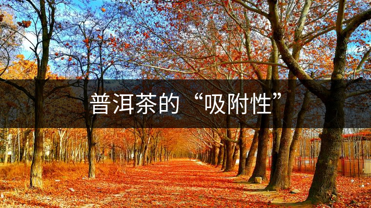 普洱茶的“吸附性”