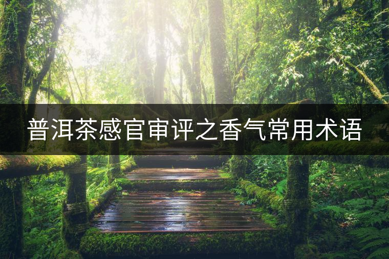 普洱茶感官審評(píng)之香氣常用術(shù)語 普洱茶感官審評(píng)之香氣常用術(shù)語