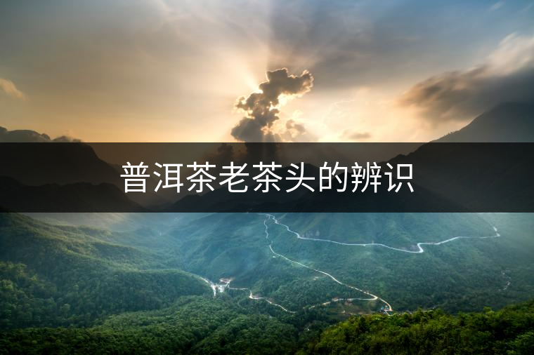 普洱茶老茶頭的辨識 普洱茶老茶頭的辨識