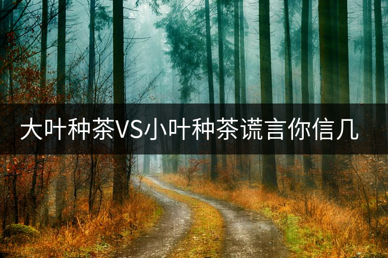 大葉種茶VS小葉種茶謊言你信幾個(gè)？