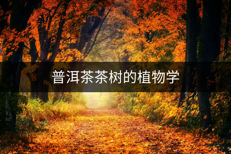 普洱茶茶樹的植物學(xué)