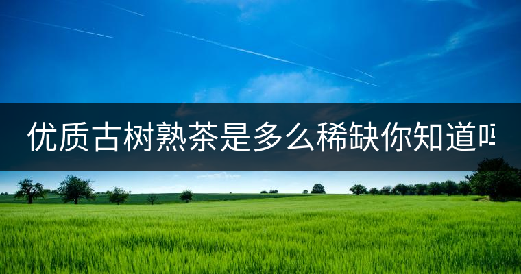 優(yōu)質(zhì)古樹熟茶是多么稀缺你知道嗎？