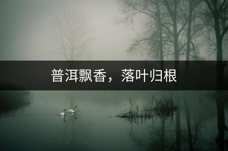 普洱飄香，落葉歸根