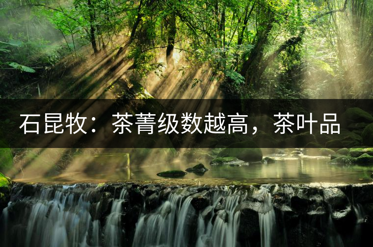 石昆牧：茶菁級(jí)數(shù)越高，茶葉品質(zhì)就越好？