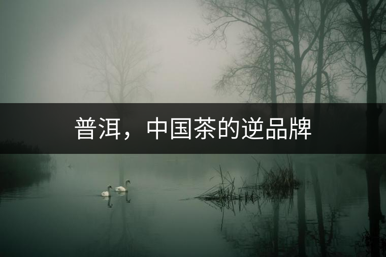 普洱，中國茶的逆品牌
