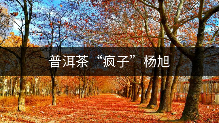 普洱茶“瘋子”楊旭