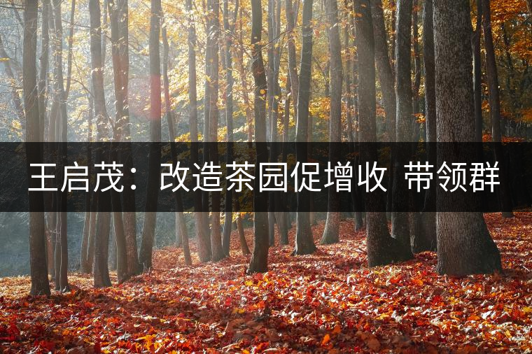 王啟茂：改造茶園促增收  帶領(lǐng)群眾摘“窮帽”