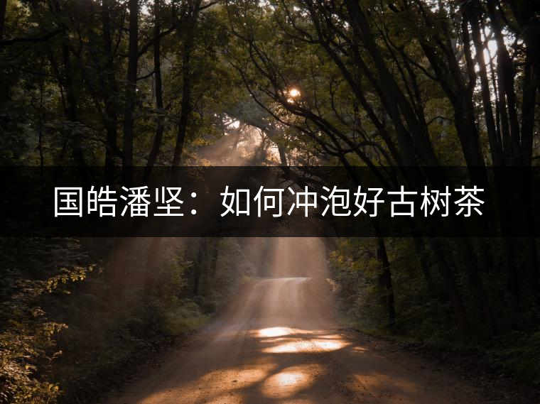 國皓潘堅：如何沖泡好古樹茶