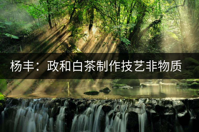 楊豐:政和白茶制作技藝非物質(zhì)文化遺產(chǎn)傳承人 楊豐:政和白茶制作技藝非物質(zhì)文化遺產(chǎn)傳承人