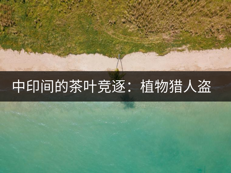 中印間的茶葉競(jìng)逐：植物獵人盜走中國(guó)茶種，改變世界茶葉貿(mào)易版圖