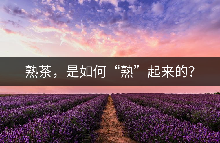 熟茶，是如何“熟”起來的？