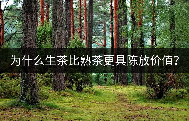 為什么生茶比熟茶更具陳放價值？