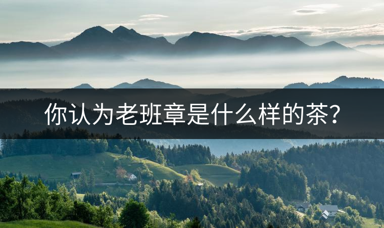 你認(rèn)為老班章是什么樣的茶？