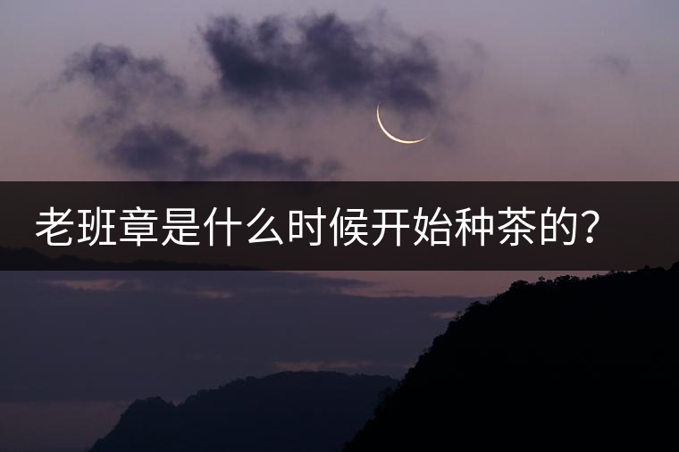 老班章是什么時候開始種茶的？古茶樹有多少年樹齡？