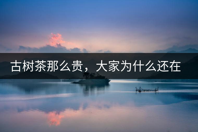 古樹茶那么貴，大家為什么還在瘋狂追求？