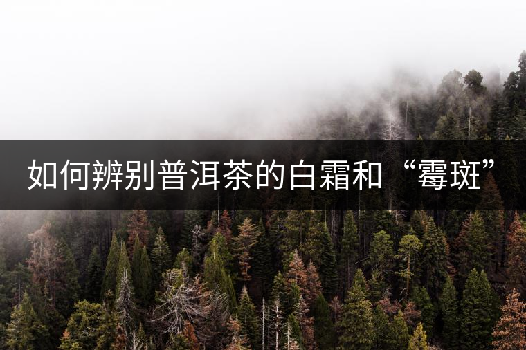 如何辨別普洱茶的白霜和“霉斑”？