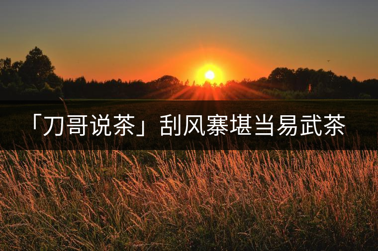 「刀哥說茶」刮風寨堪當易武茶王的幾大理由