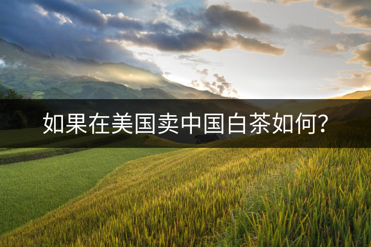 如果在美國賣中國白茶如何？