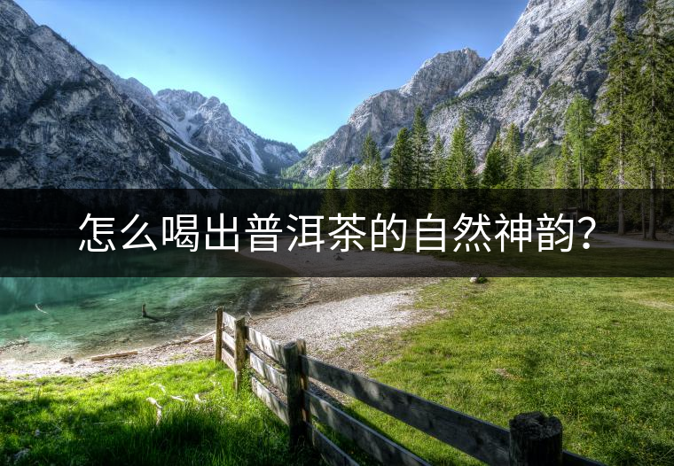 怎么喝出普洱茶的自然神韻？