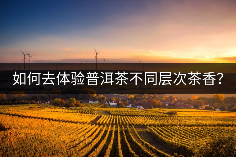 如何去體驗普洱茶不同層次茶香？
