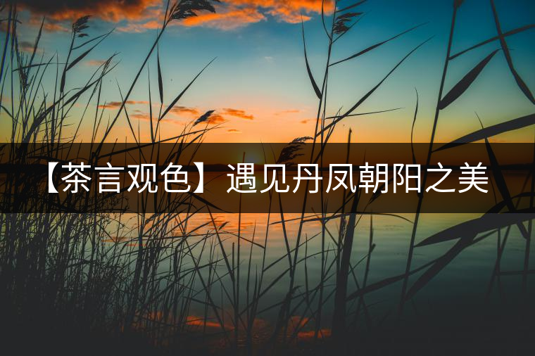 【茶言觀色】遇見丹鳳朝陽之美（熟）