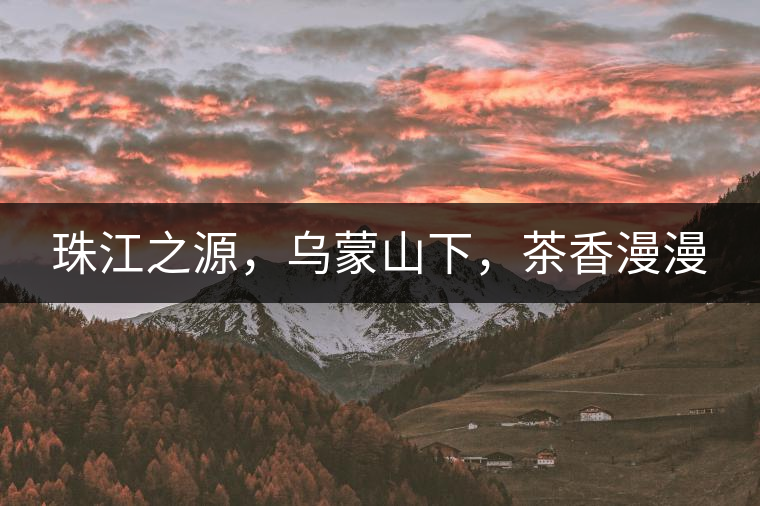珠江之源，烏蒙山下，茶香漫漫