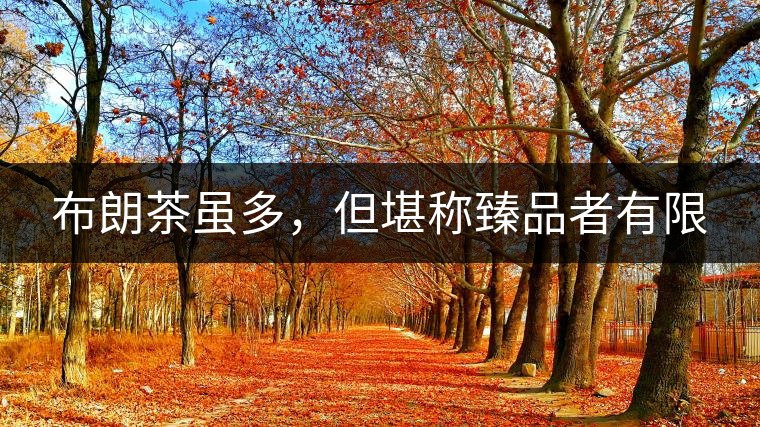 布朗茶雖多，但堪稱(chēng)臻品者有限