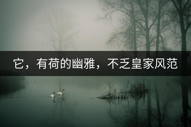 它，有荷的幽雅，不乏皇家風(fēng)范