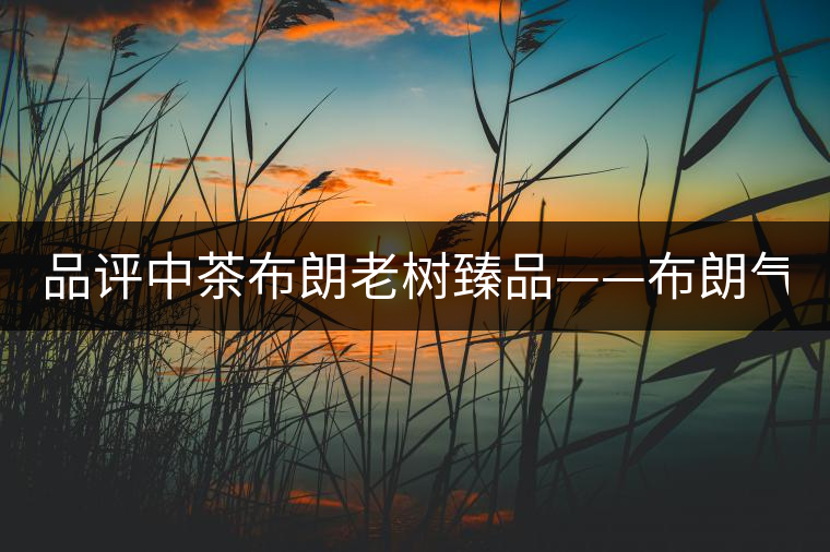 品評(píng)中茶布朗老樹臻品——布朗氣韻 濃強(qiáng)回甘