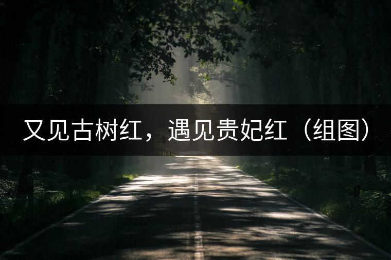 又見古樹紅，遇見貴妃紅（組圖）