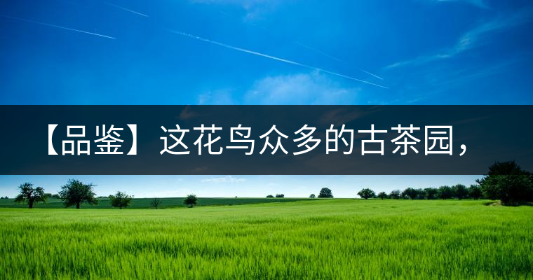 【品鑒】這花鳥眾多的古茶園，困不住