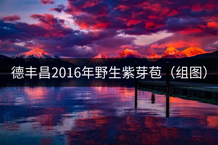 德豐昌2016年野生紫芽苞（組圖）