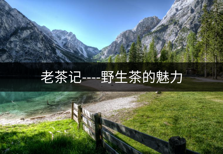 老茶記----野生茶的魅力 老茶記----野生茶的魅力