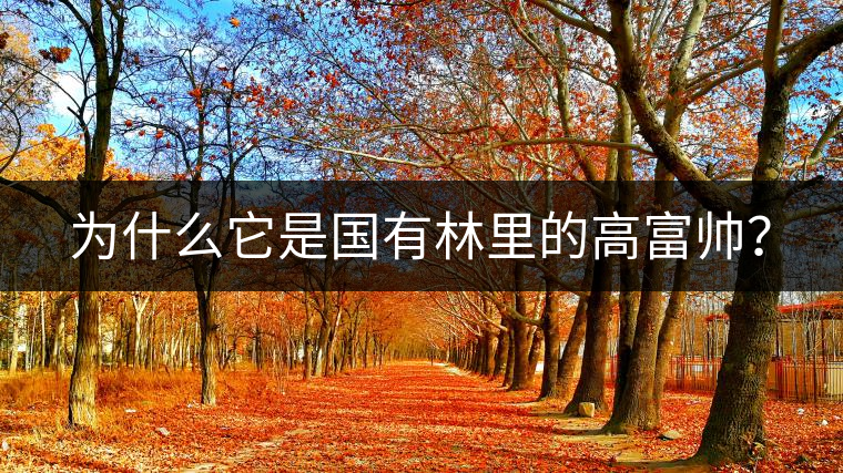 為什么它是國(guó)有林里的高富帥？