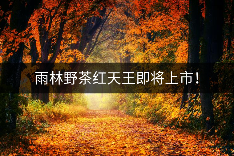雨林野茶紅天王即將上市！
