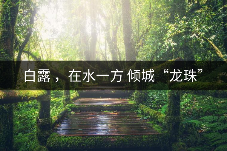 白露 ，在水一方 傾城“龍珠”