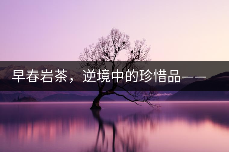 早春巖茶，逆境中的珍惜品——“邦東古樹茶”隆重上市