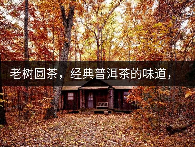 老樹圓茶，經(jīng)典普洱茶的味道，即將上市