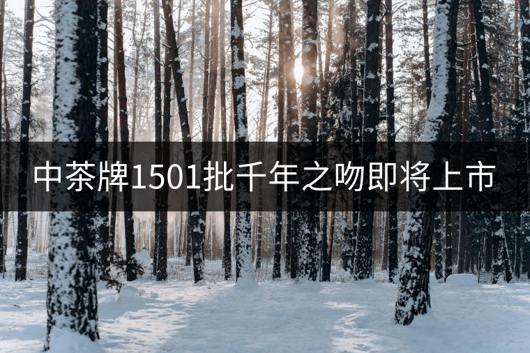 中茶牌1501批千年之吻即將上市 中茶牌1501批千年之吻即將上市