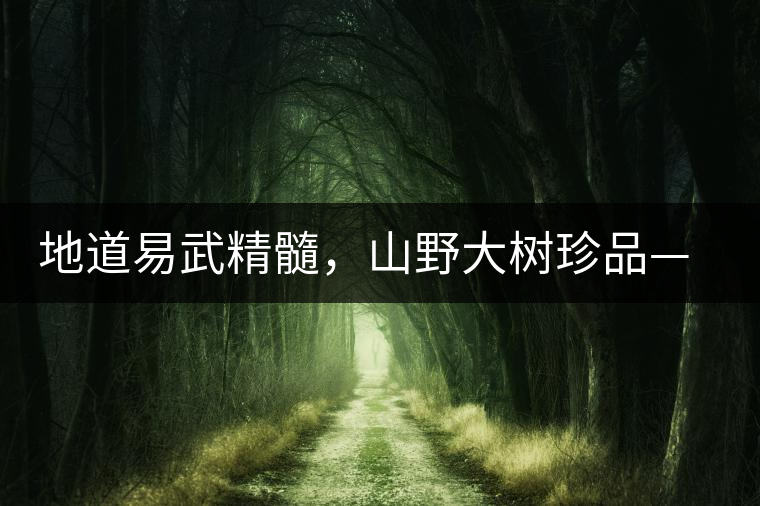 地道易武精髓，山野大樹珍品—普秀易武生態(tài)喬木圓茶即將上市