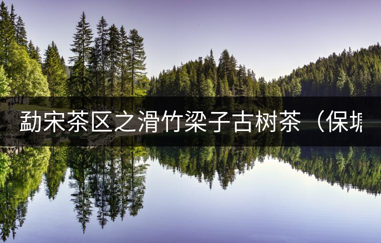 勐宋茶區(qū)之滑竹梁子古樹茶（保塘古樹茶）