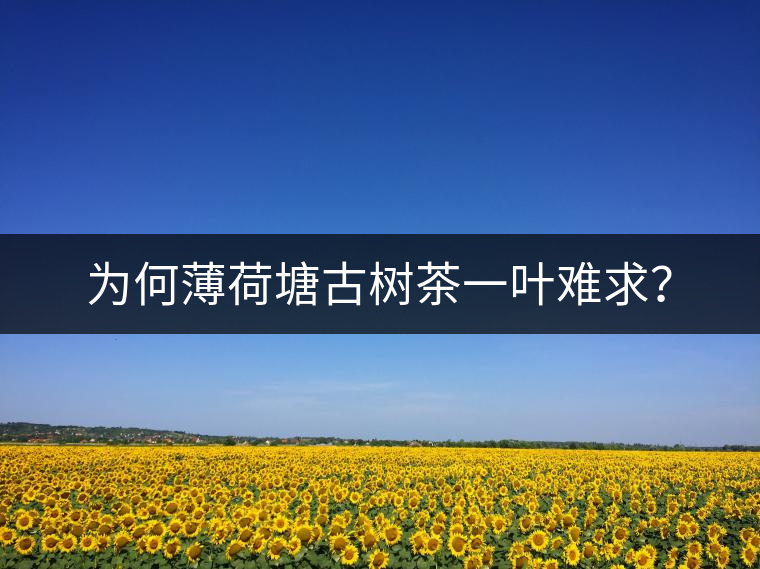 為何薄荷塘古樹(shù)茶一葉難求？