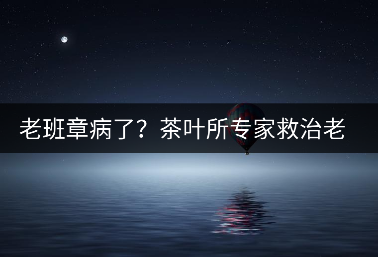 老班章病了？茶葉所專家救治老班章古茶樹(shù)